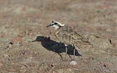 Kittlitz's Plover